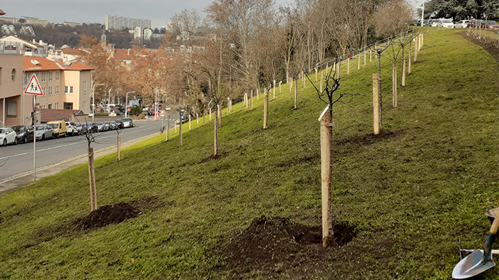 plantation verger urbain 9e